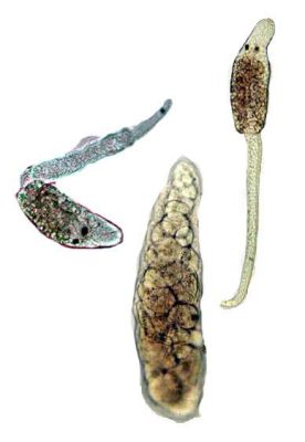  Kirkland's Trematode: A Parasitic Pal With A Voracious Appetite For Fish Guts!