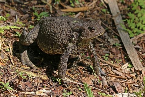  Mesostaspis! Eine spinnenähnliche Kröte mit einem Panzer aus Lebensräumen