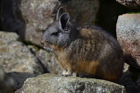  Viscacha! Ein pelziges Wunder mit dem Charme eines Hasen und der Ausdauer einer Ziege