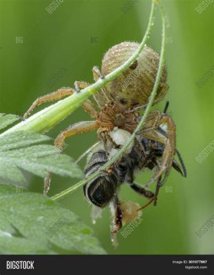  Xysticus -  Der flinke Jäger im Schatten, der mit seinen acht Beinen die Insektenwelt beherrscht!