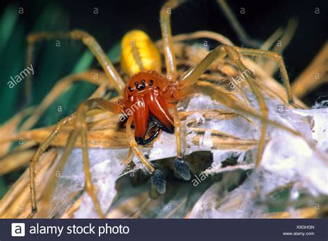  Dornfingerspinne! Eine faszinierende Kreatur mit acht Beinen und einem unheimlich charmanten Aussehen