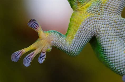  Gecko! Ein Meister der Tarnung und ein flinkes Reptil mit klebrigen Pfoten