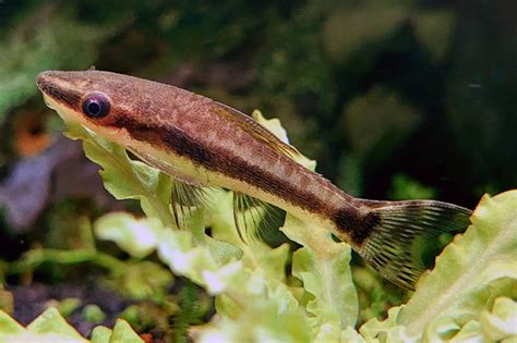  Japanischer Zwergsauger: Ein Parasit mit einem unerschöpflichen Appetit auf Fische!