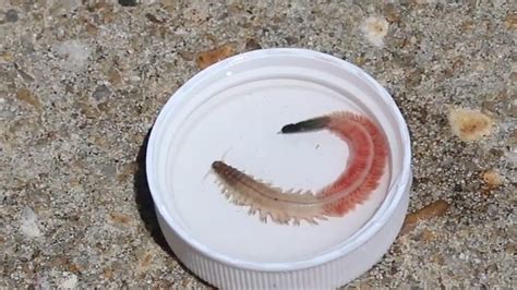 Kingscliffe Worm: Ein faszinierender Meeresbewohner mit einem unerbittlichen Appetit auf Mikroorganismen und Detritus!