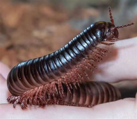  Laos-Millipede: Ein faszinierendes Geschöpf mit vielen Beinen und einem ausgeprägten Hang zum Buddeln!