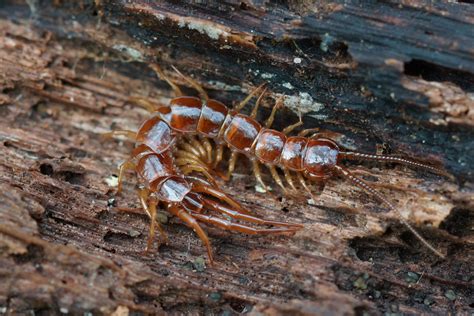  Lithobius – Ein Tier mit Tausend Beinen, das sich wie ein Schlangenflossen-Schwimmer bewegt!