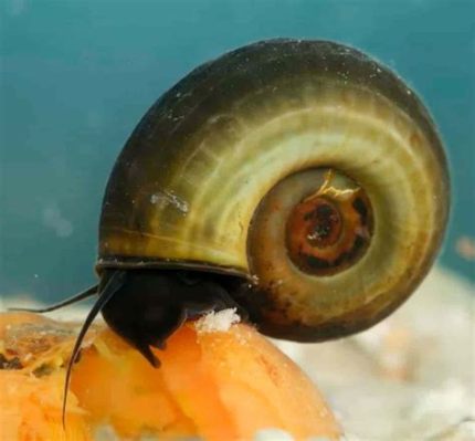  Ramshorn Snail: A Tiny Creature that Embraces the Slow Life with Remarkable Tentacles!