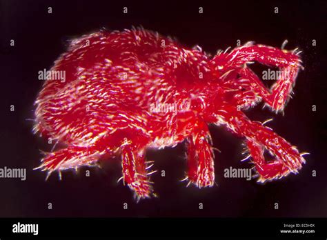  Trombidium! Ein Mikrokosmos der Vielfältigkeit auf einem Zentimeter