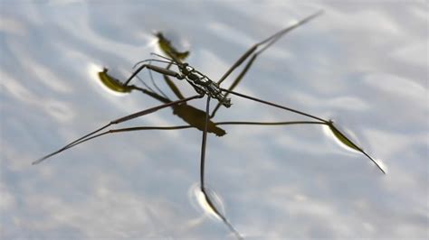  Wasserläufer: Eine faszinierende Reise in die Welt des Oberflächenspannungsgewandels!