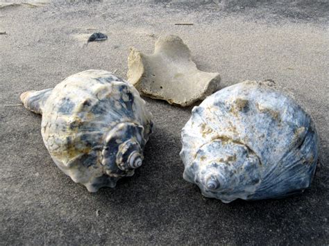  Whelk! Erfahren Sie alles über das faszinierende, von einem Haus geschützte Weichtier