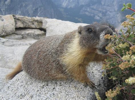  Yellow-Bellied Marmot: Ein kuscheliges Gesellenwesen mit einem Vorlieben für höhenreiche Alpenwiesen!