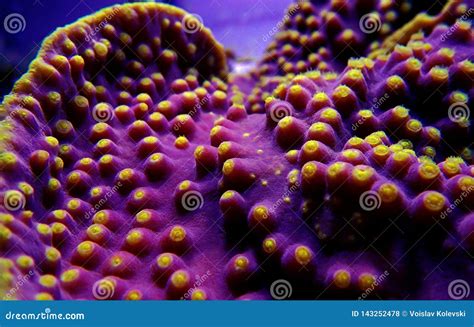  Yellow Polyp: Eine farbenfrohe Unterwasserperle, die gleichzeitig ein Meister der Geduld und des Überlebens ist!