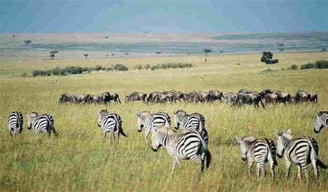  Zebra - Ein gestreiftes Zebra lebt nicht nur frei im Grasland sondern galoppiert auch durch unsere Träume!